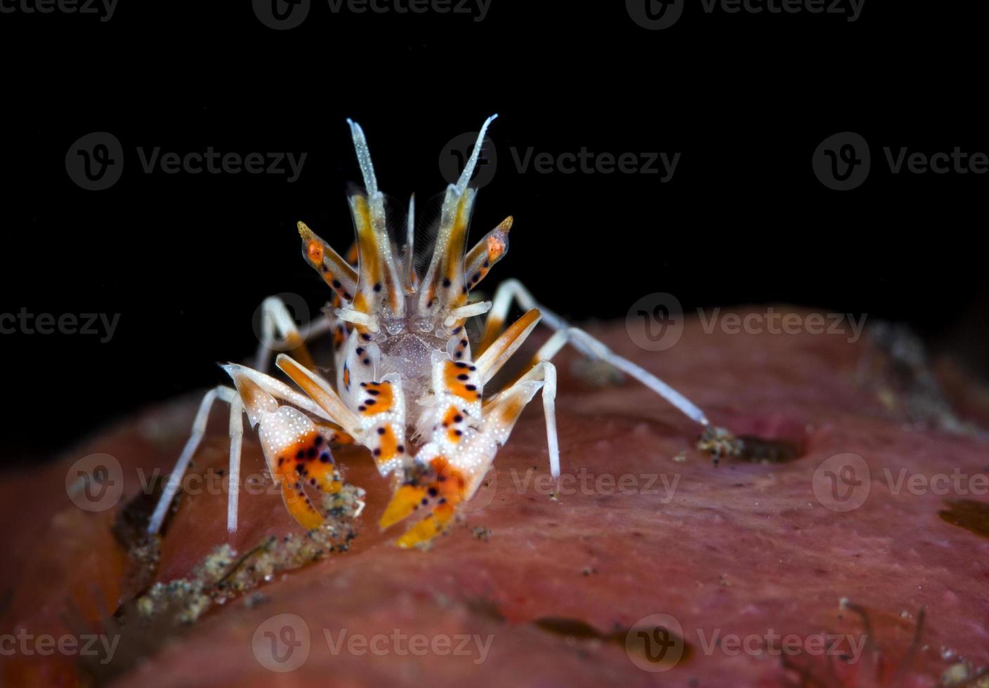 A tiny Spiny Tiger Shrimp. photo