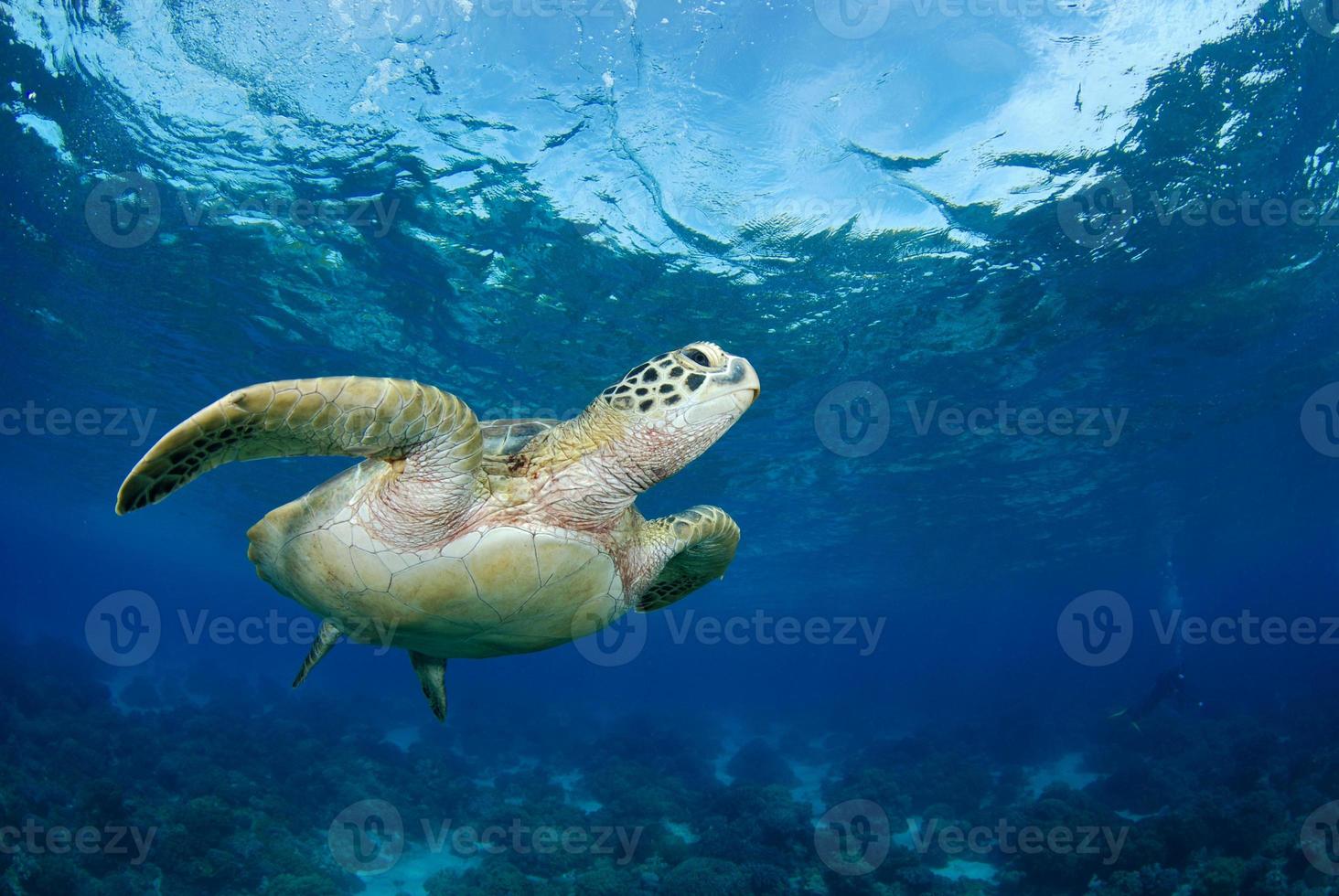 tortuga verde cerca de la isla apo. foto