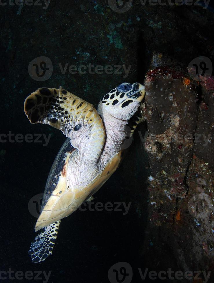 Hawksbill Sea Turtle at coral reefs. photo