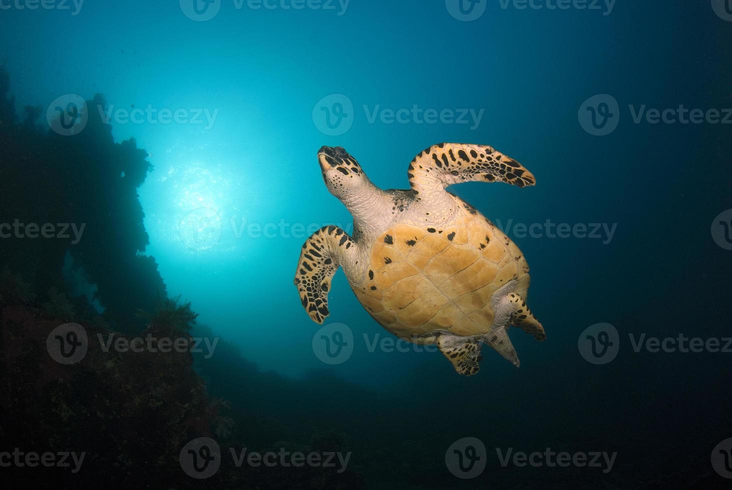 Hawksbill Sea Turtle at coral reefs. photo