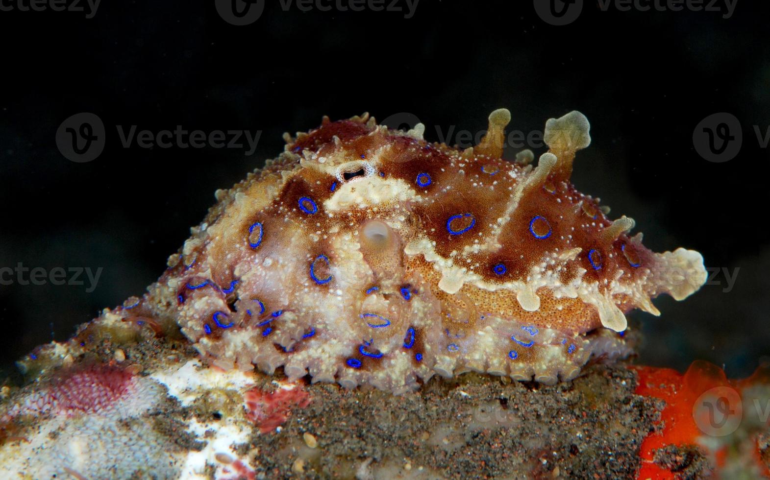 A rare Blue Ringed Octopus. photo