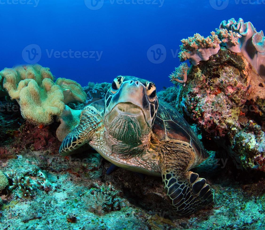 tortuga verde cerca de la isla apo. foto