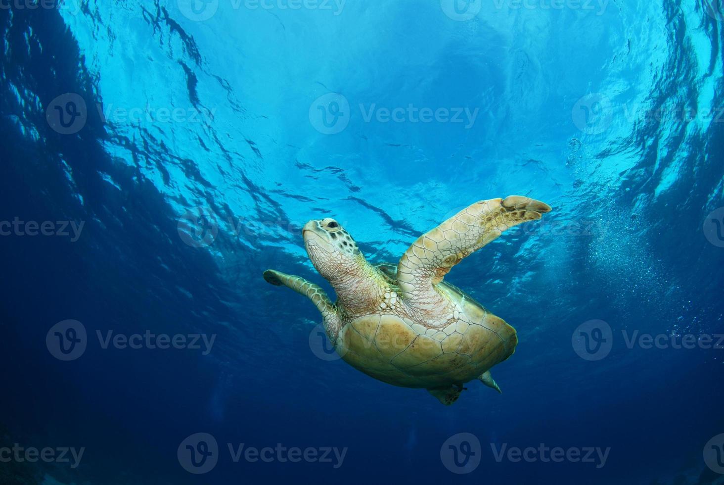 Green Sea Turtle near Apo island. photo