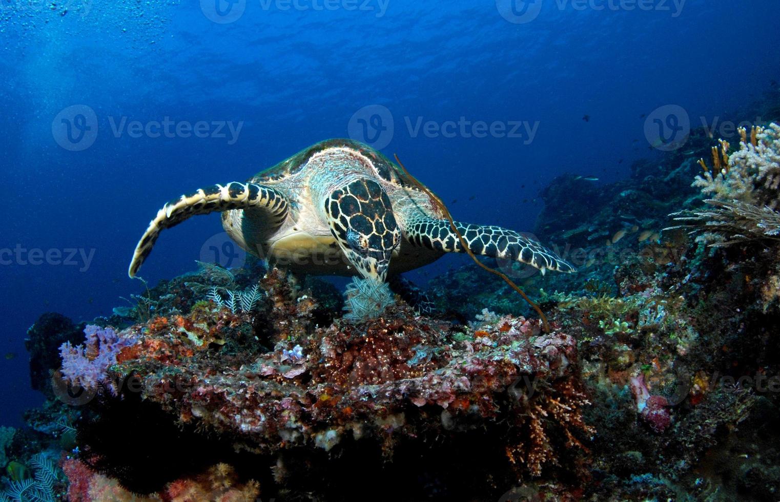 tortuga carey en los arrecifes de coral. foto
