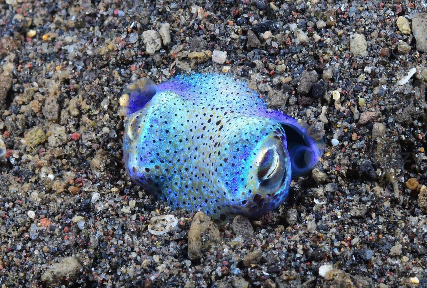 Bobtail Squid is hunting in the night. photo