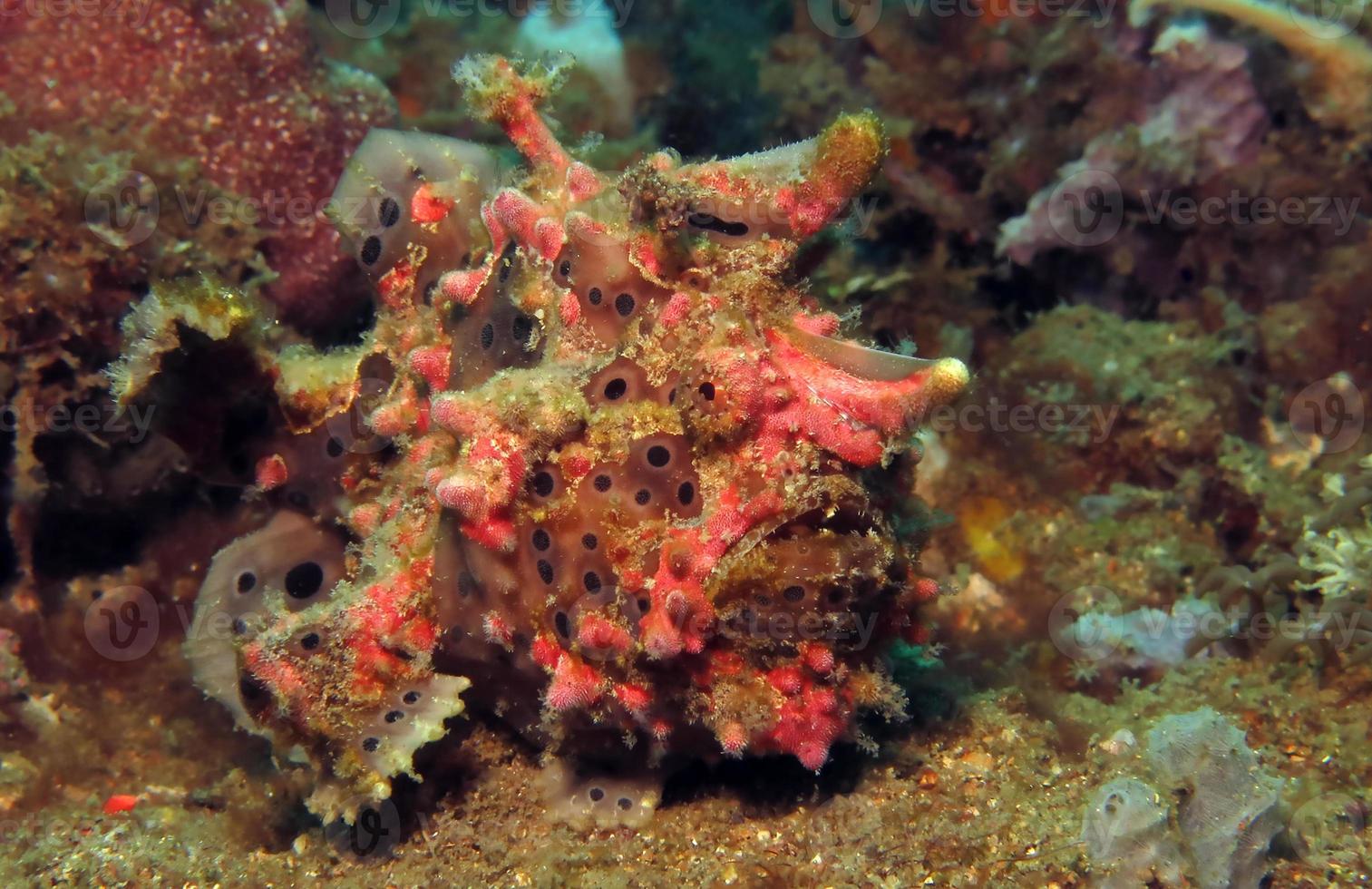 Warty Frogfish is hunting in corals. photo