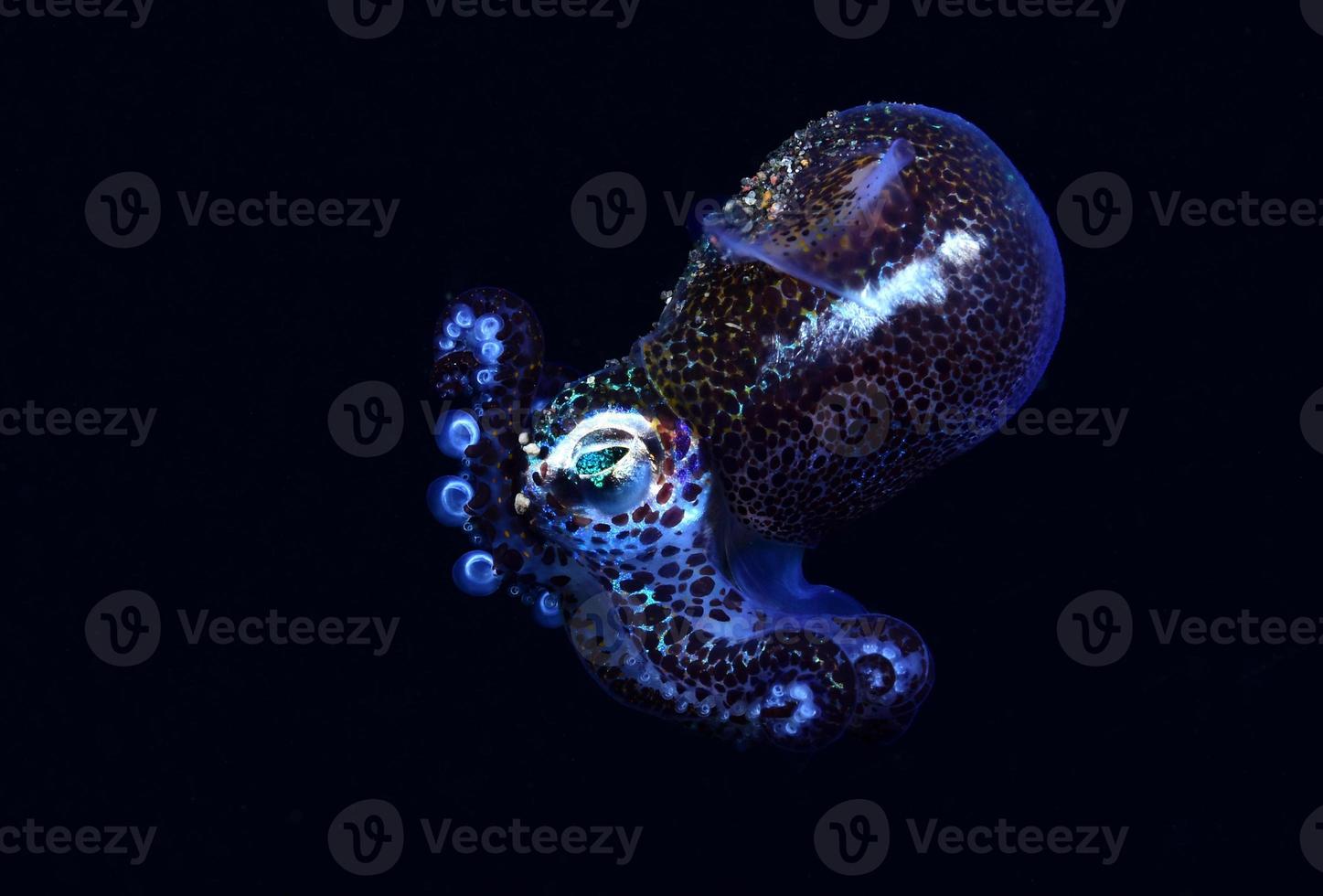 Bobtail Squid is hunting in the night. photo
