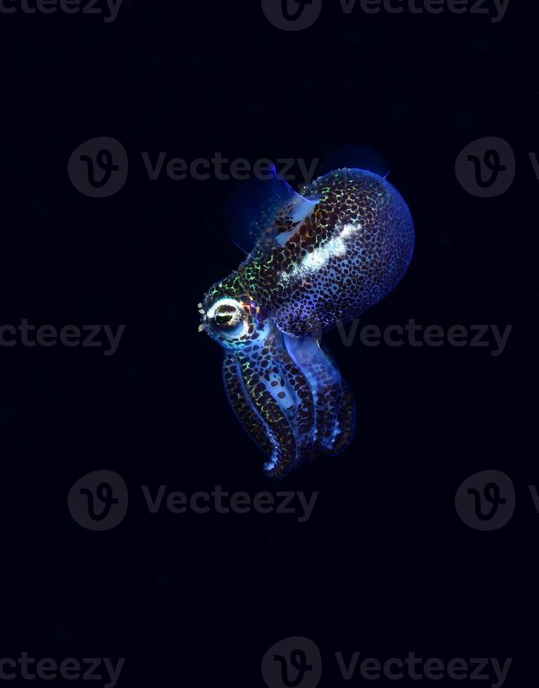 Bobtail Squid is hunting in the night. photo