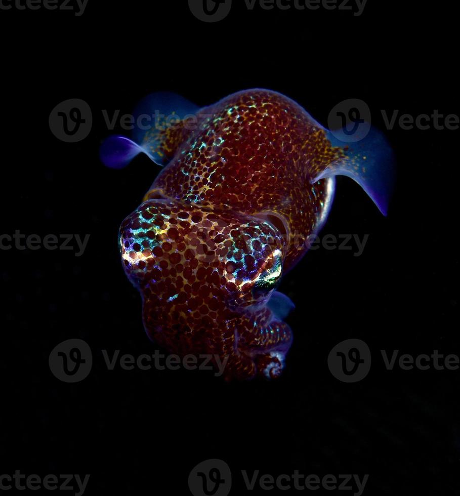 Bobtail Squid is hunting in the night. photo