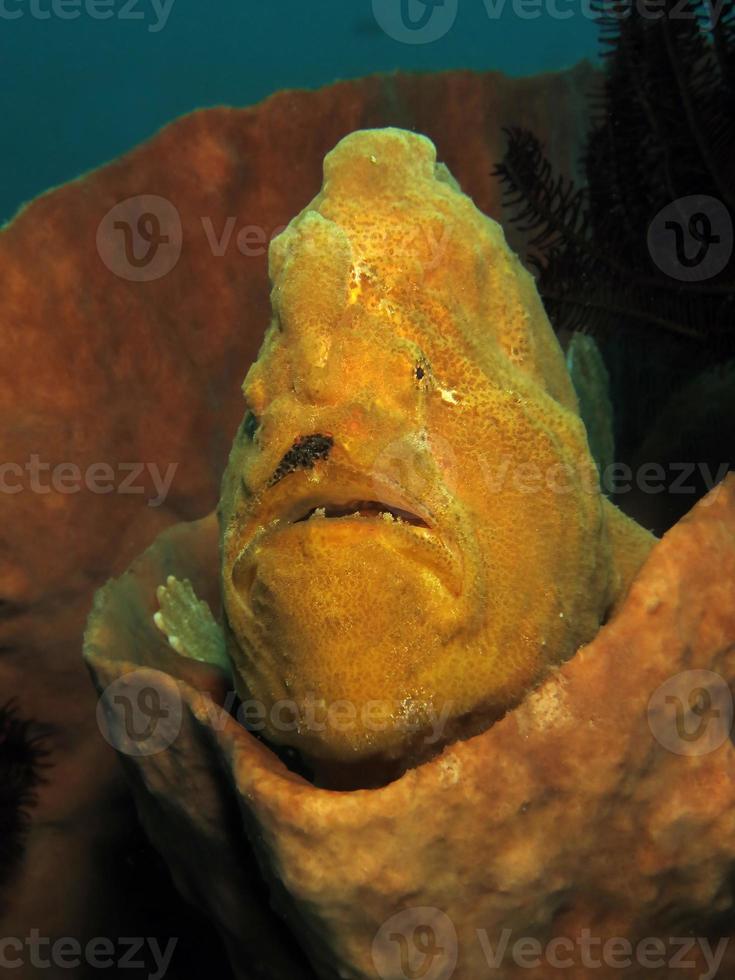 Giant Frogfish is hiding in sponges. photo