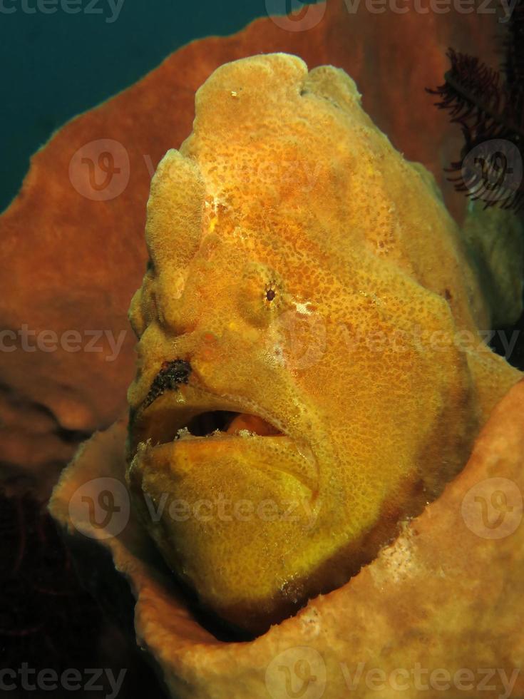 El pez sapo gigante se esconde en esponjas. foto