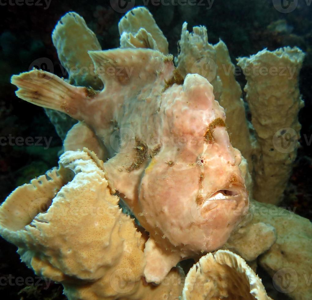 El pez sapo gigante se esconde en esponjas. foto