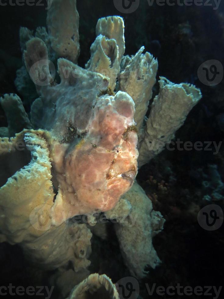 Giant Frogfish is hiding in sponges. photo