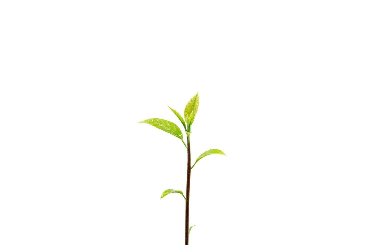 Sapling of the tree isolated on white background photo