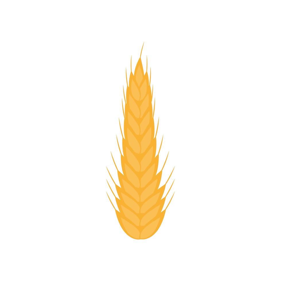 Isolated wheat ear vector design
