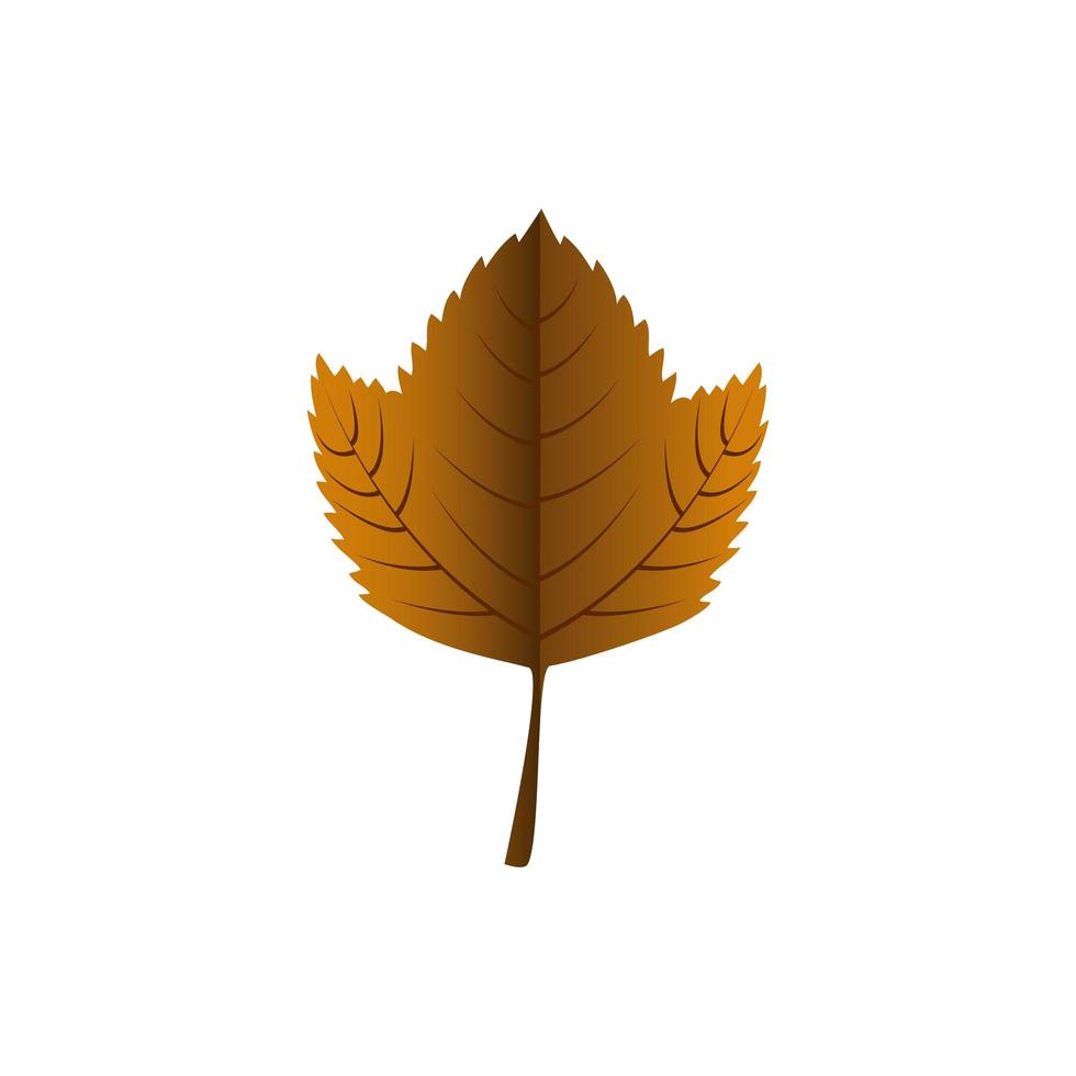 Autumn season leaf vector design