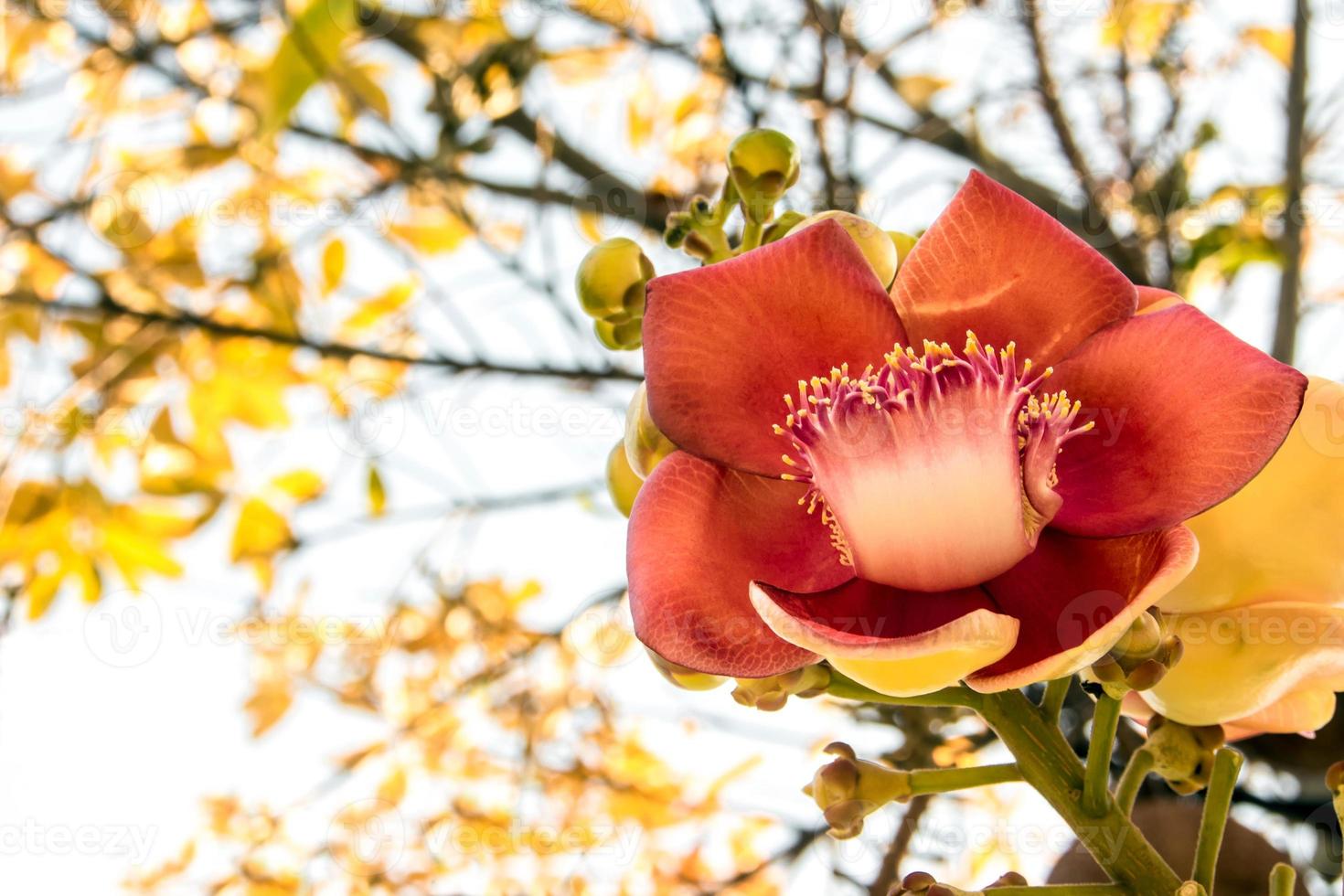 flor de bala de cañón y fondo de hojas de color dorado foto