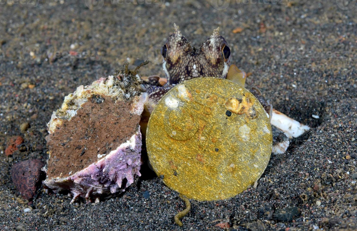 Coconut Octopus on the seabed in the night. photo