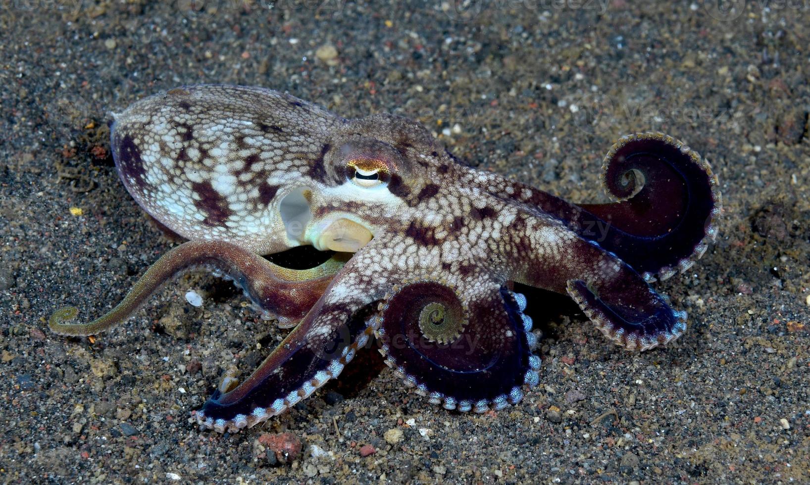 Coconut Octopus on the seabed in the night. photo