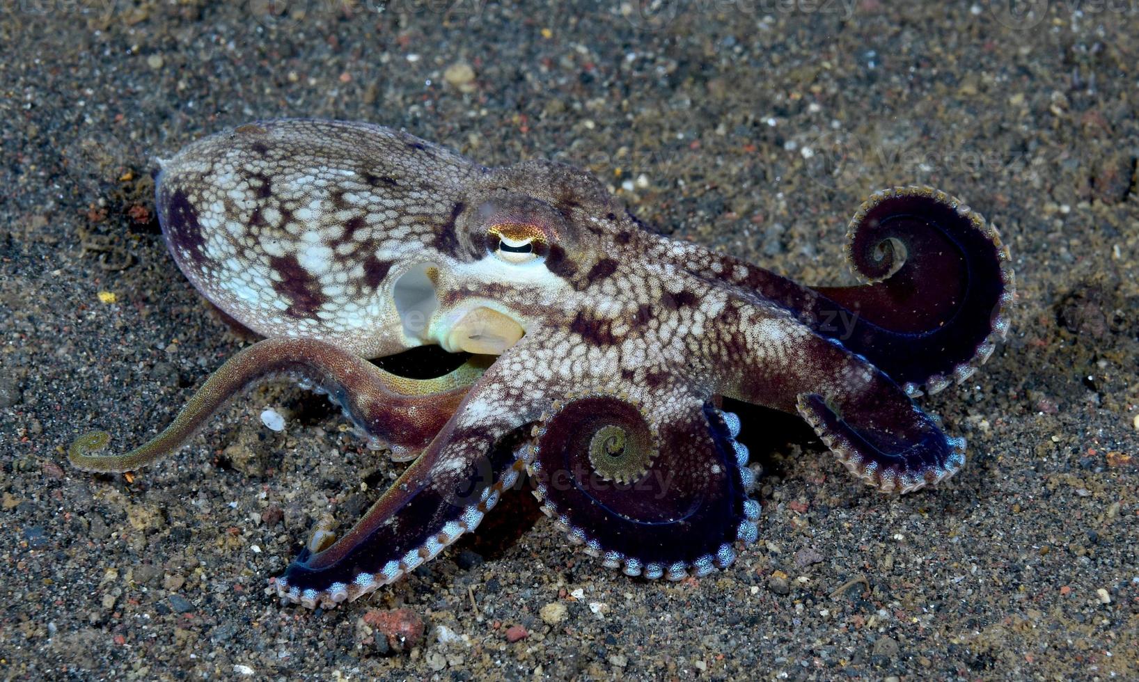 pulpo de coco en el fondo del mar en la noche. foto