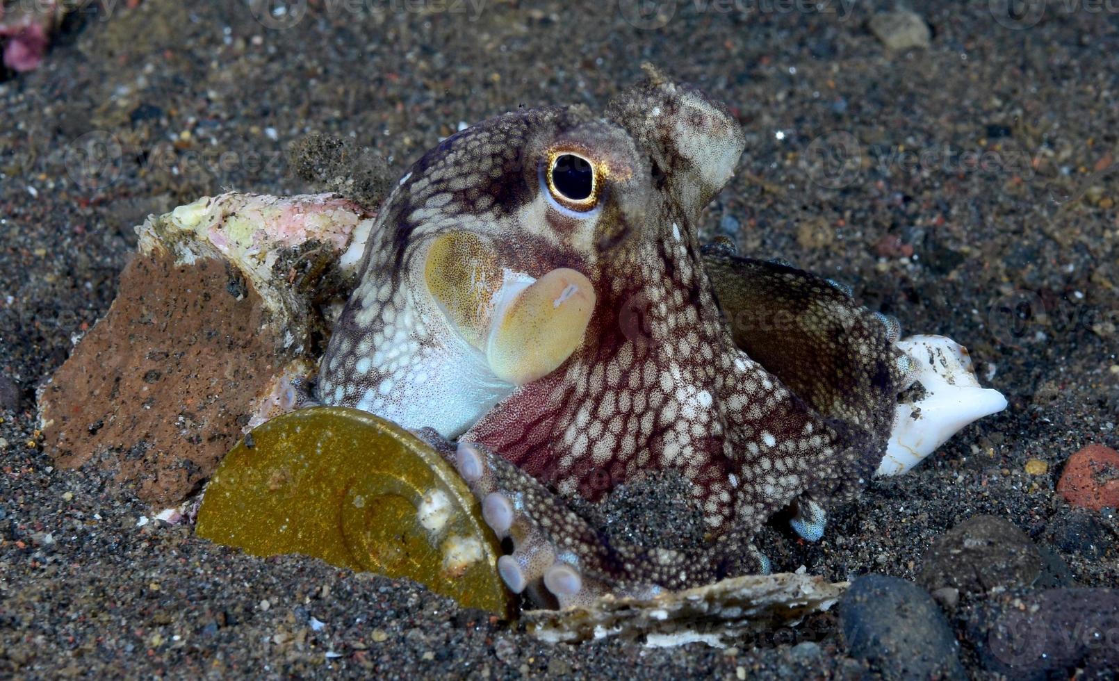 Coconut Octopus on the seabed in the night. photo