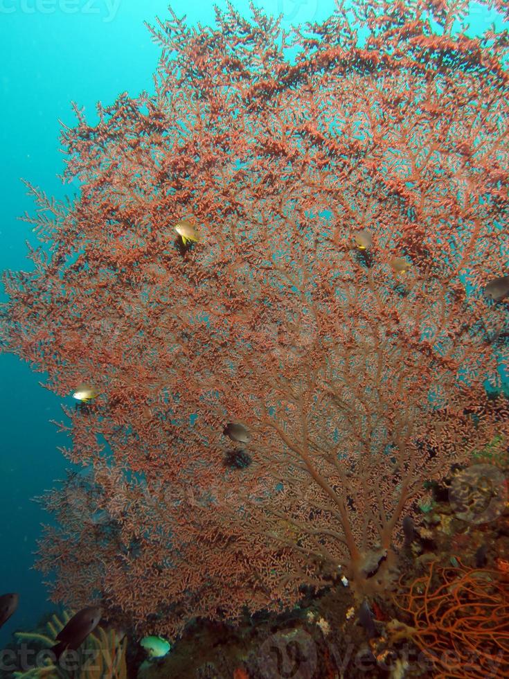 corales duros del estrecho de lembeh. foto