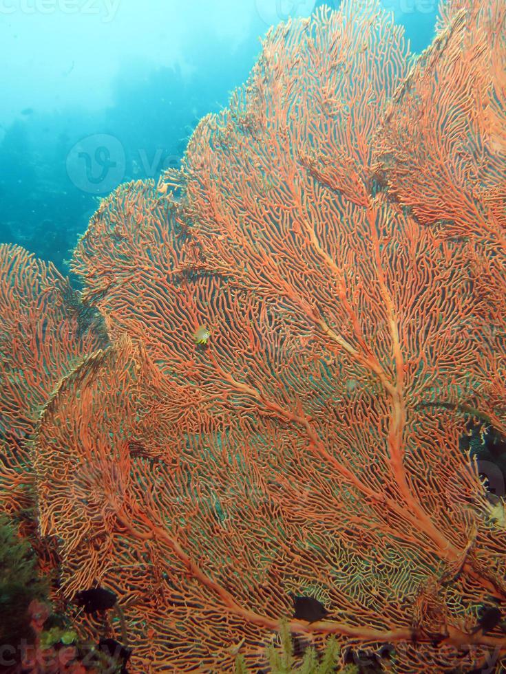 corales duros del estrecho de lembeh. foto