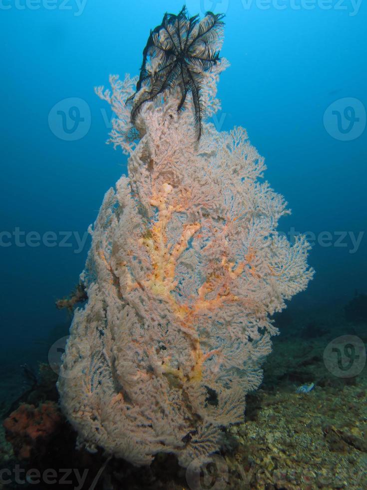 corales duros del estrecho de lembeh. foto