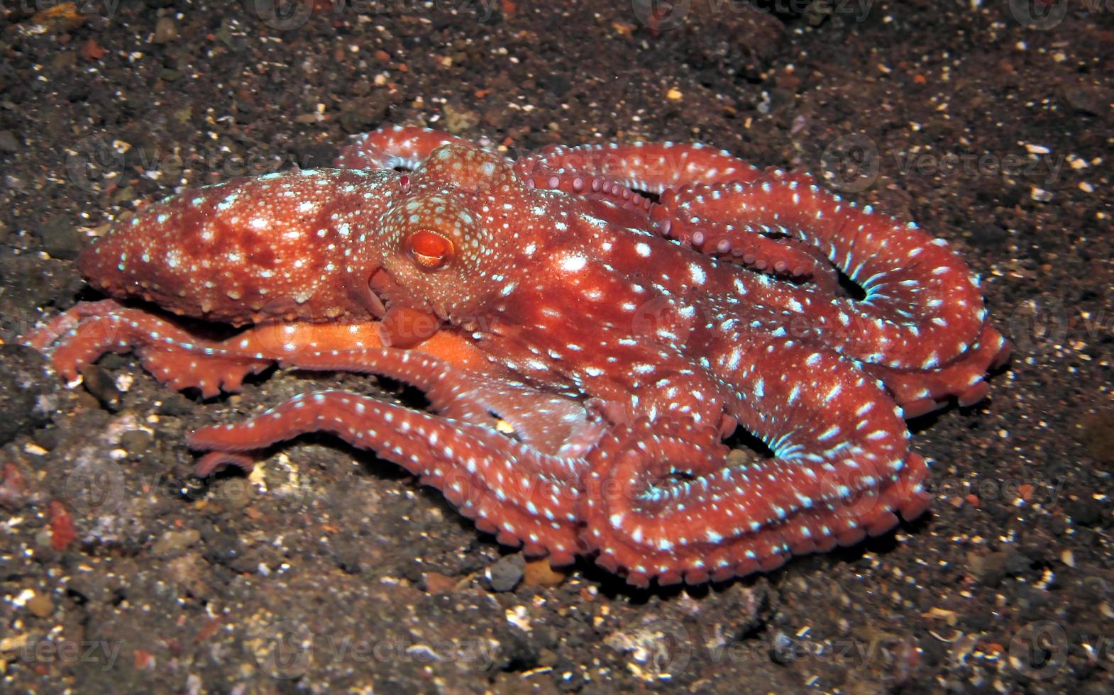 Starry night octopus on the seabed in the night. photo