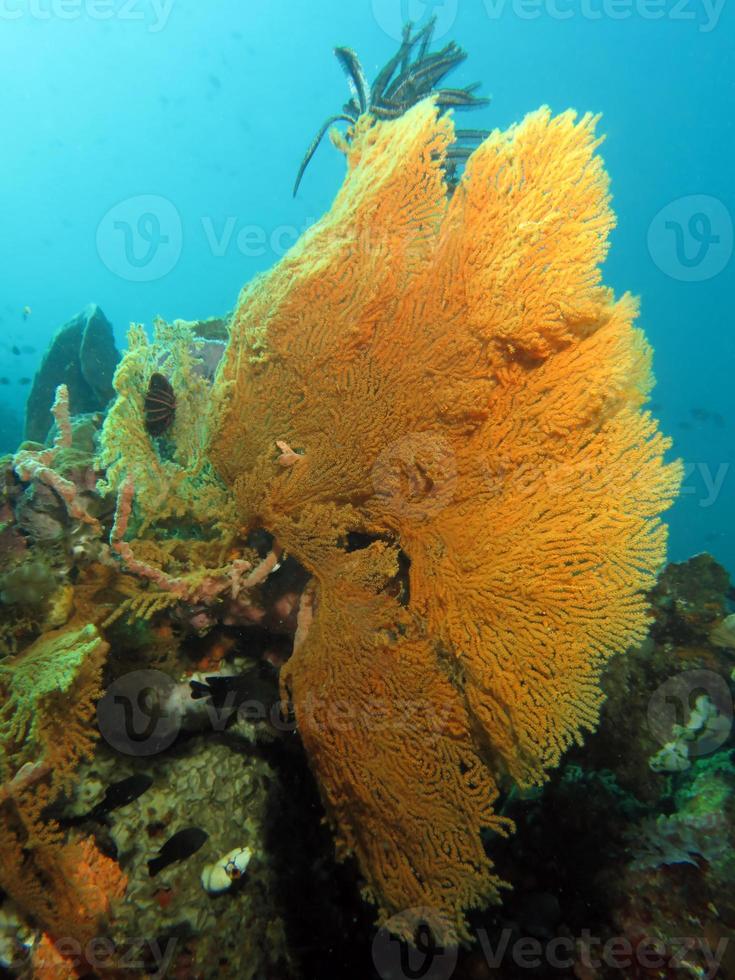 corales duros del estrecho de lembeh. foto