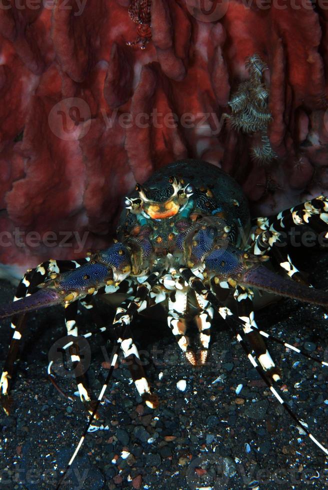 Ornate Spiny Lobster living under a sponge. photo