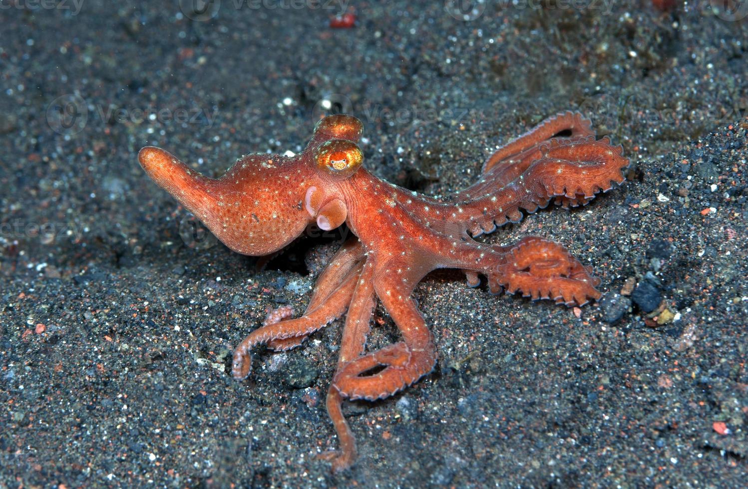 Starry night octopus on the seabed in the night. photo