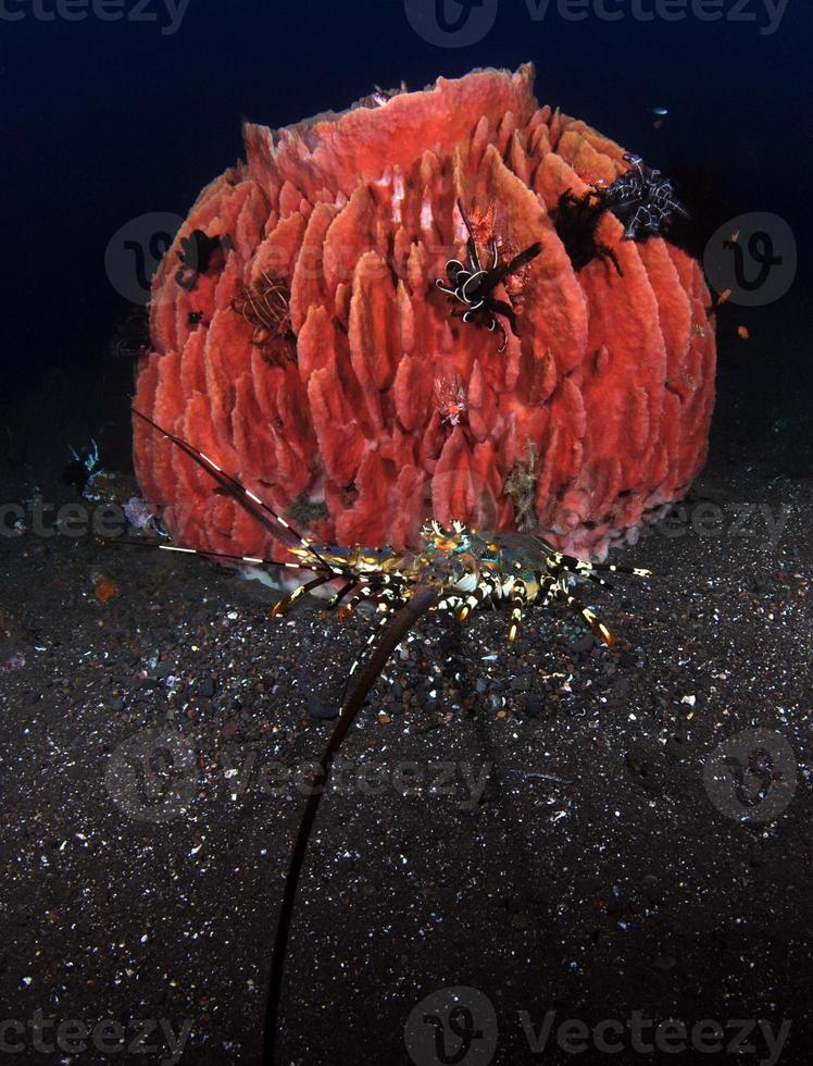 langosta espinosa adornada que vive debajo de una esponja. foto