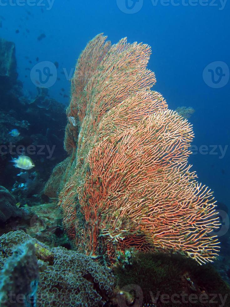 corales duros del estrecho de lembeh. foto