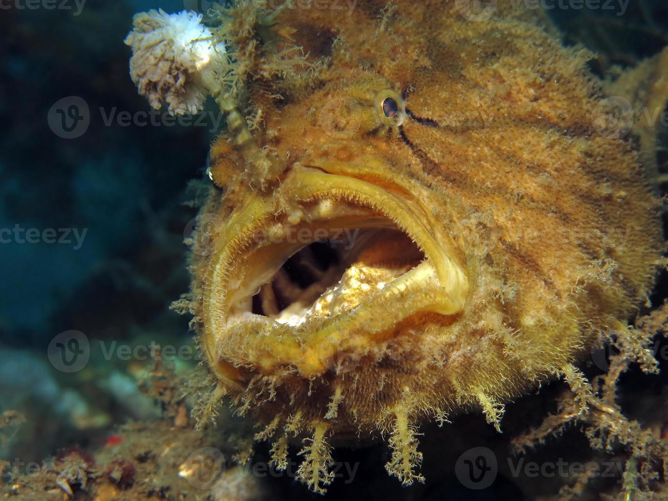 Hispid or Shaggy Frogfish hiding in the garbage. photo