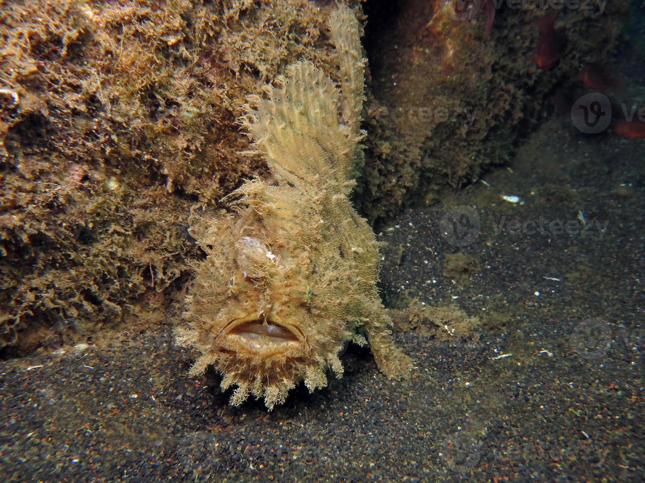 Hispid or Shaggy Frogfish hiding in the garbage. photo