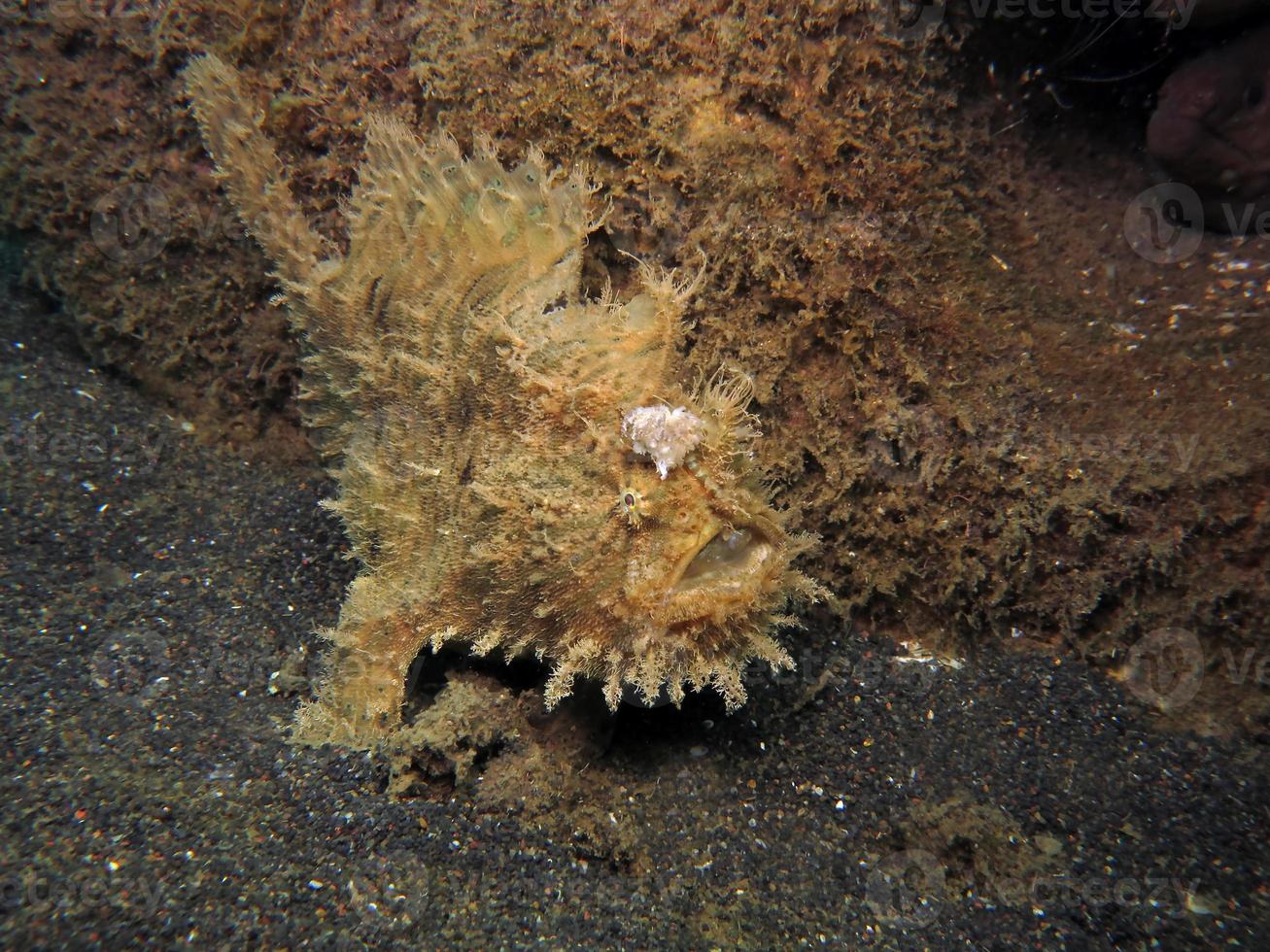 Hispid or Shaggy Frogfish hiding in the garbage. photo