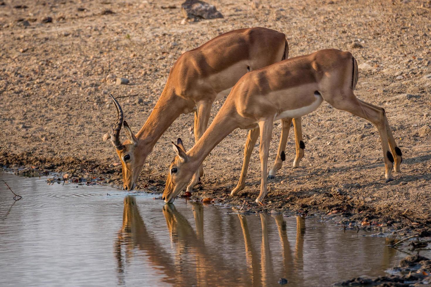 Reflexión del agujero para beber foto