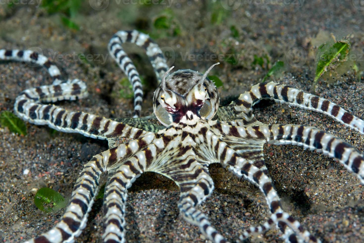 un raro pulpo imitador en el mar de bali. foto