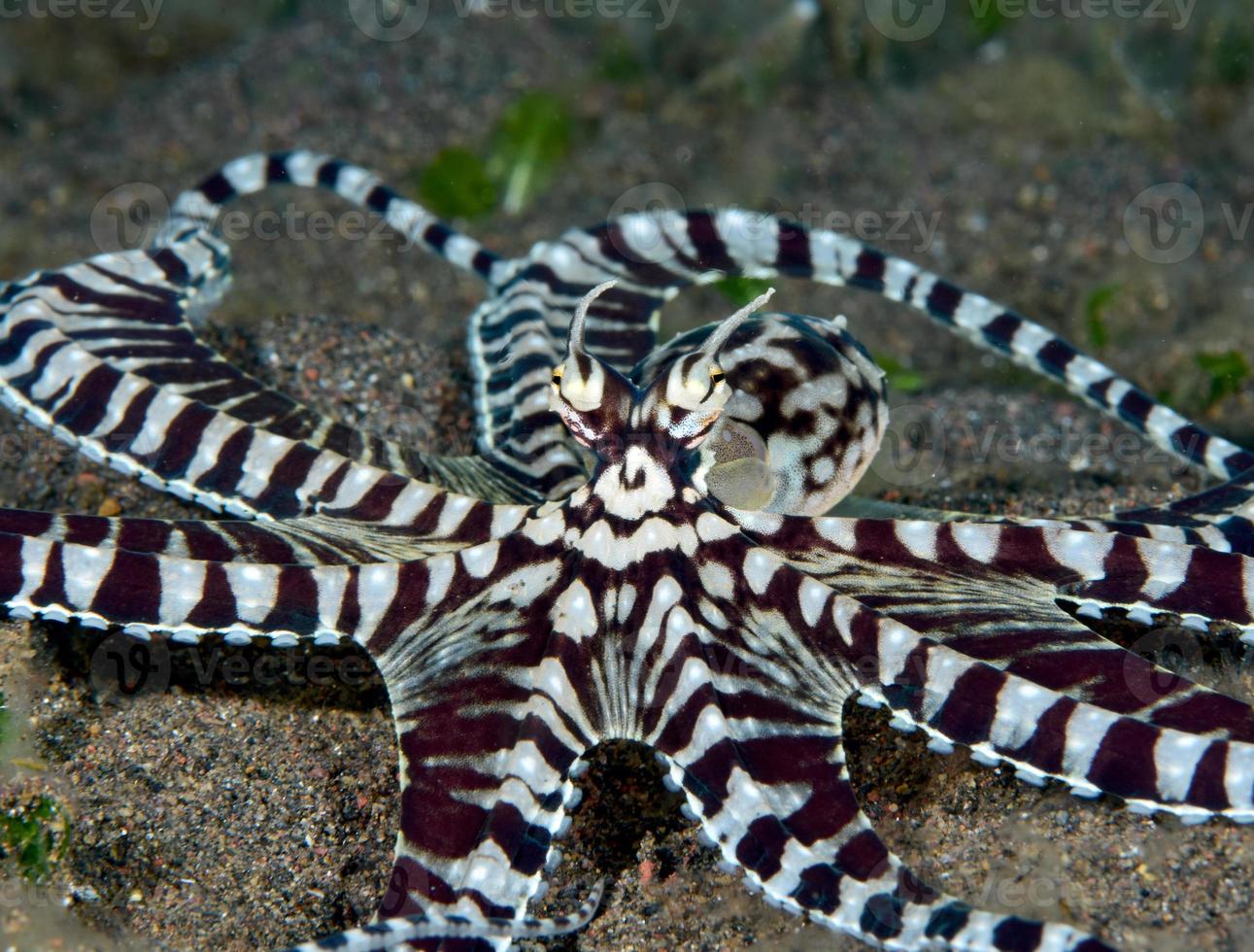 un raro pulpo imitador en el mar de bali. foto