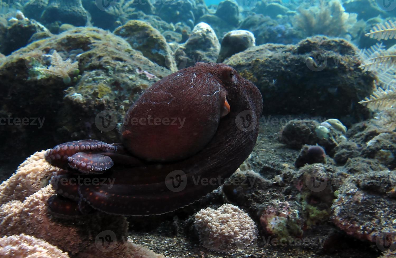 Day Octopus in a coral reef. photo