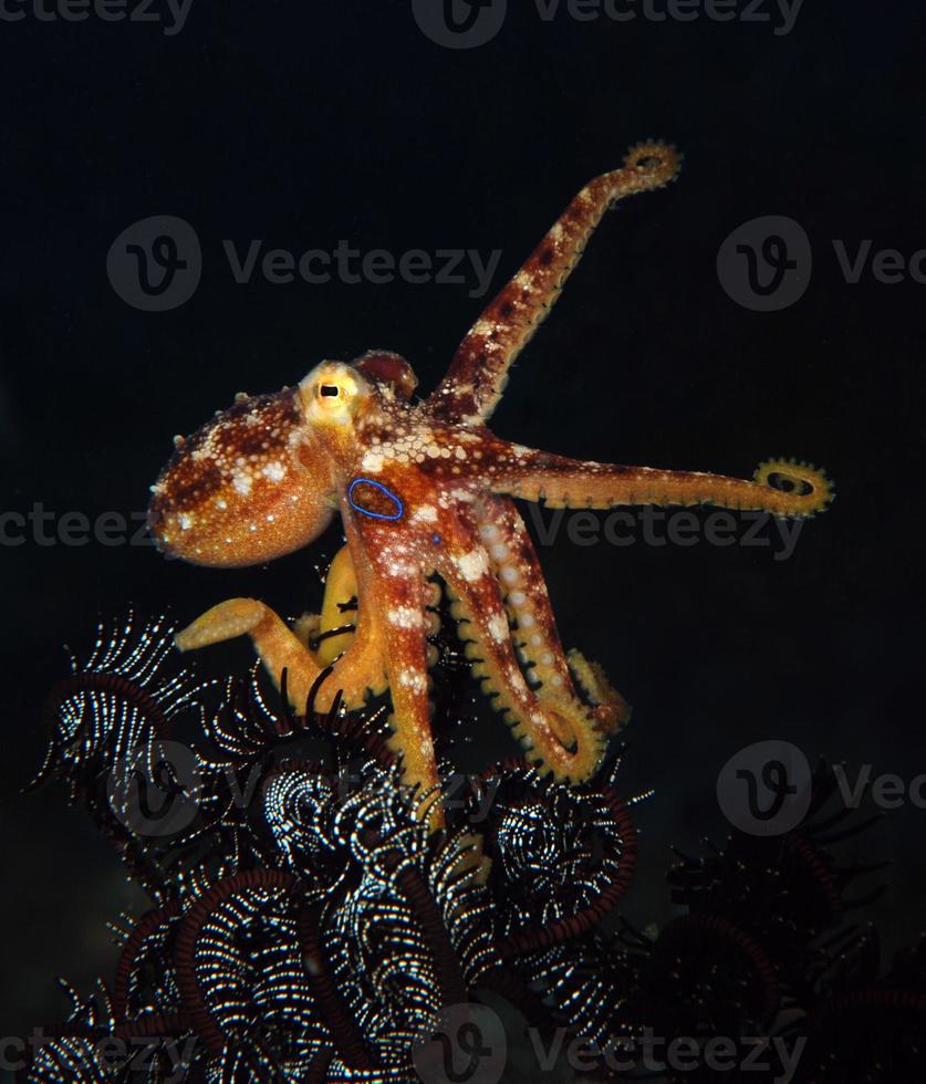 A rare Octopus Mototi in the Bali sea. photo