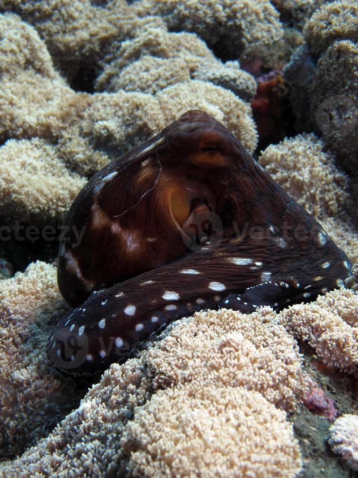 Day Octopus swims along a coral reef. photo