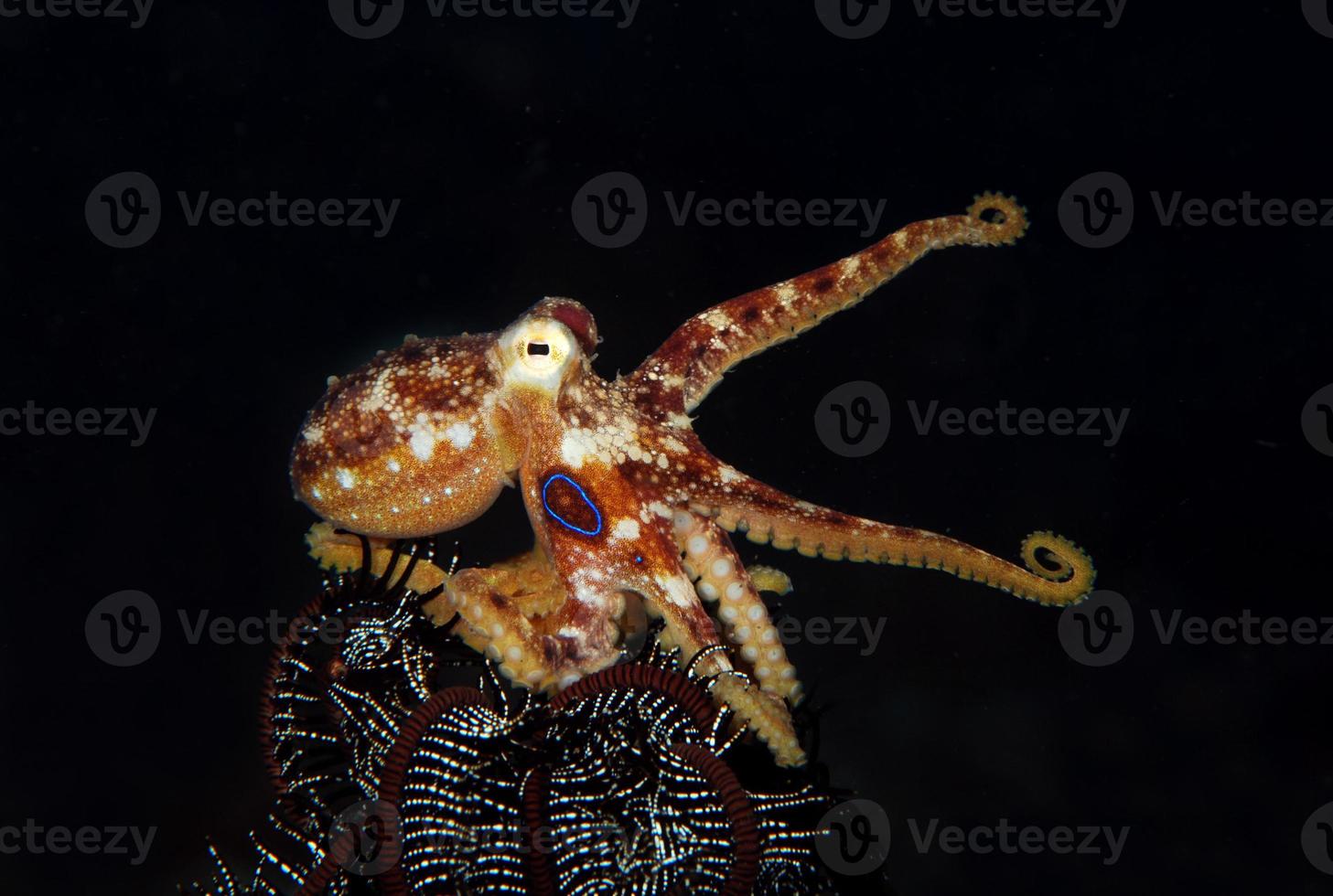 A rare Octopus Mototi in the Bali sea. photo