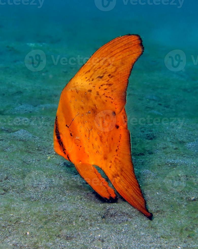 A rare batfish swims along the seabed. photo