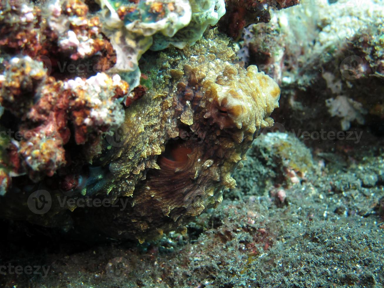 pulpo de día en un arrecife de coral. foto