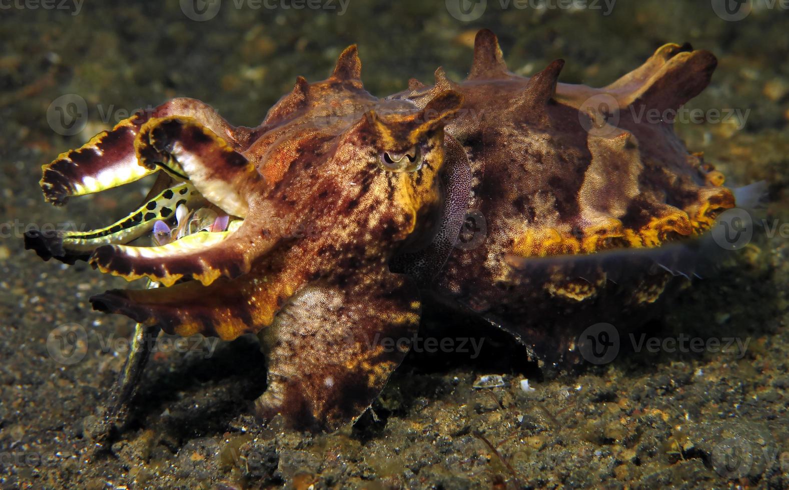 A rare Flamboyant Cuttlefish hunts along the seabed. photo