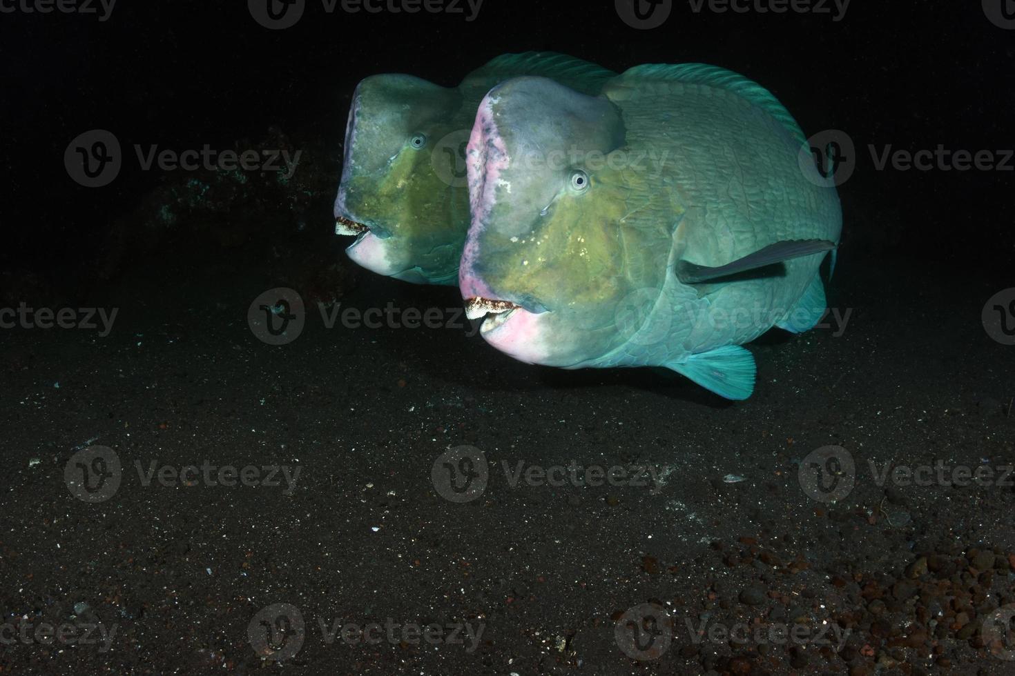 pez loro gigante en el naufragio del liberty ship. foto