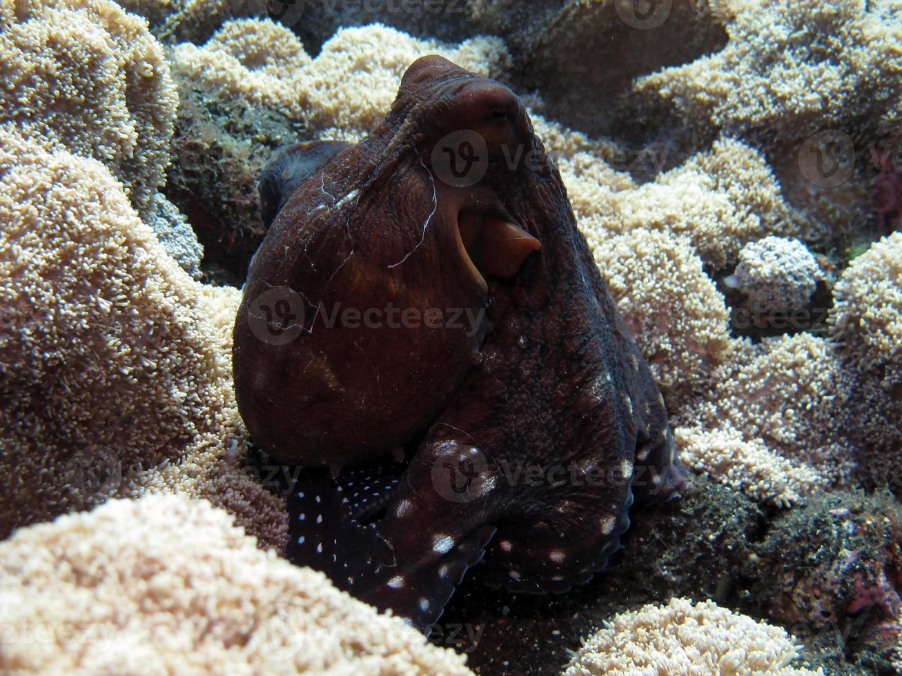 pulpo de día nada a lo largo de un arrecife de coral. foto