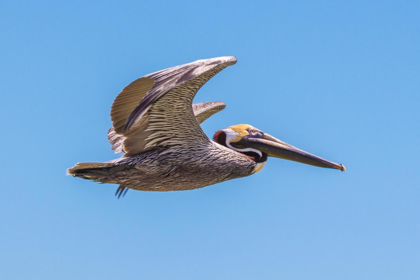 pelicano café pelecanus occidentalis foto